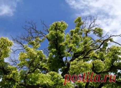 КАК ПОМОЧЬ БОЛЬНОЙ ЯБЛОНЕ.