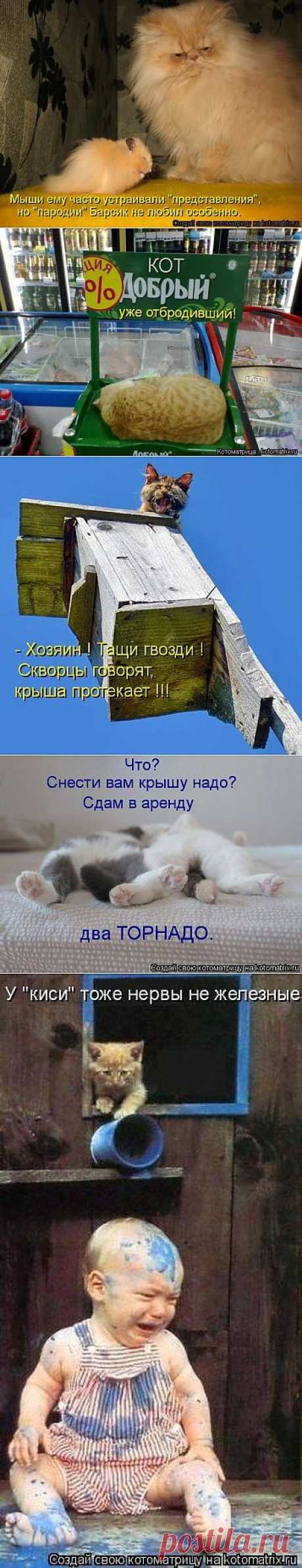 Лучшие котоматрицы недели - 50 ФОТО(17.06.2013).