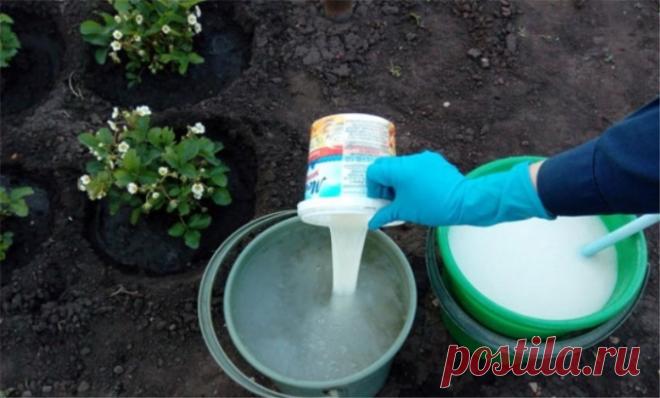 Как правильно организовать молочную подкормку клубники, чтобы собирать крупные ягоды