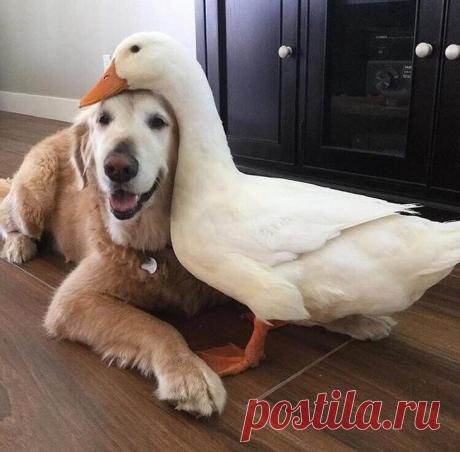 14 фотографий, доказывающих, что жизнь с животными — то еще веселье Любой хозяин домашнего животного знает: с ними не соскучишься.
Эти выдумщики постоянно находят приключения не только на свою голову, но и на голову своего владельца.
Именно таким случаям и посвящена э...