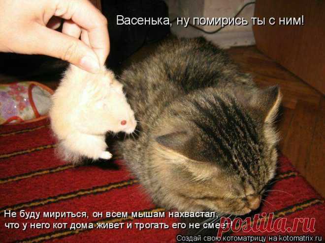 Мышек я люблю! | KotoMail.ru