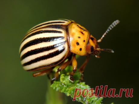 Боремся с колорадским жуком экологичными способами