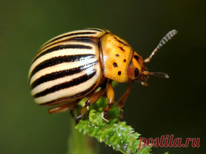 Боремся с колорадским жуком экологичными способами