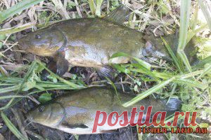 Линь Секреты ловли