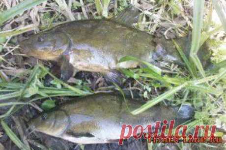 Линь Секреты ловли