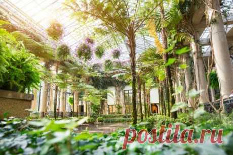 Растения для зимнего сада – какие подойдут именно вам