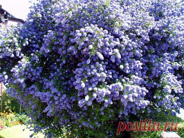 Цеанотус (краснокоренник)