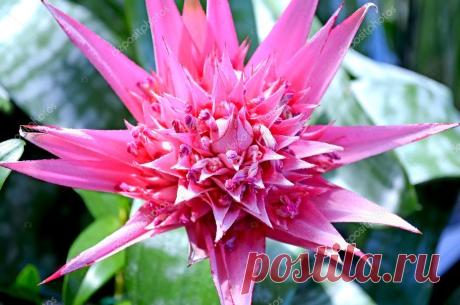 depositphotos_11900942-stock-photo-flower-aechmea.jpg (1024×678)