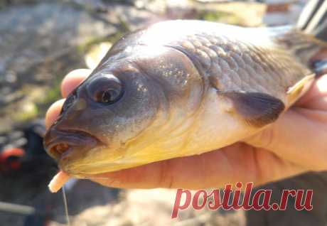 Карась за огородом  
 
Рыбалкой я начал увлекаться еще в раннем детстве. Первой снастью, как и у многих мальчишек, была самая обычная бамбуковая четырехметровка из двух колен с железными трубочками для стыковки. Ни о ка…