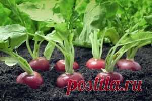 КАРИЕС: ПРОФИЛАКТИКА И ЛЕЧЕНИЕ ЛЕКАРСТВЕННЫМИ ТРАВАМИ...