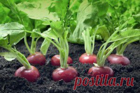 КАРИЕС: ПРОФИЛАКТИКА И ЛЕЧЕНИЕ ЛЕКАРСТВЕННЫМИ ТРАВАМИ...