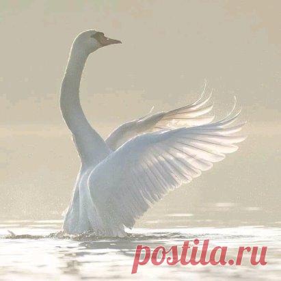 От вечерней росы
До рассветной,
Вдалеке от столичных застав,
Совершаю вояж кругосветный
Среди звёзд,
Среди пчёл,
Среди трав.
Нет ни музыки,
Ни телефона,
Никакой дьявольщины иной!
Вместо записей Элтона Джона
Ветерок пролетел надо мной.
И опять —
Тишина вековая,
Всех мелодий главнее она!
Ну, какая,
Скажи мне, какая
Лучше музыка,
Чем тишина?!
Михаил Танич
Ко дню рождения Мастера...