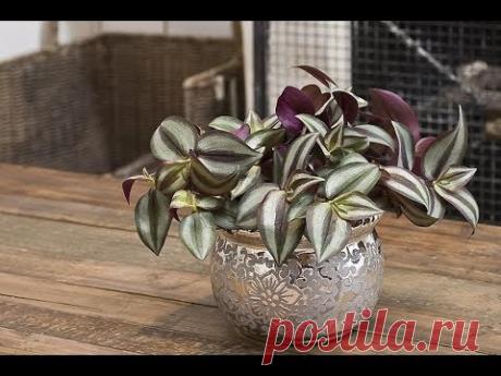 ЗЕБРИНА – неприхотливая ТРАДЕСКАНЦИЯ | Уход и разведение в домашних условиях