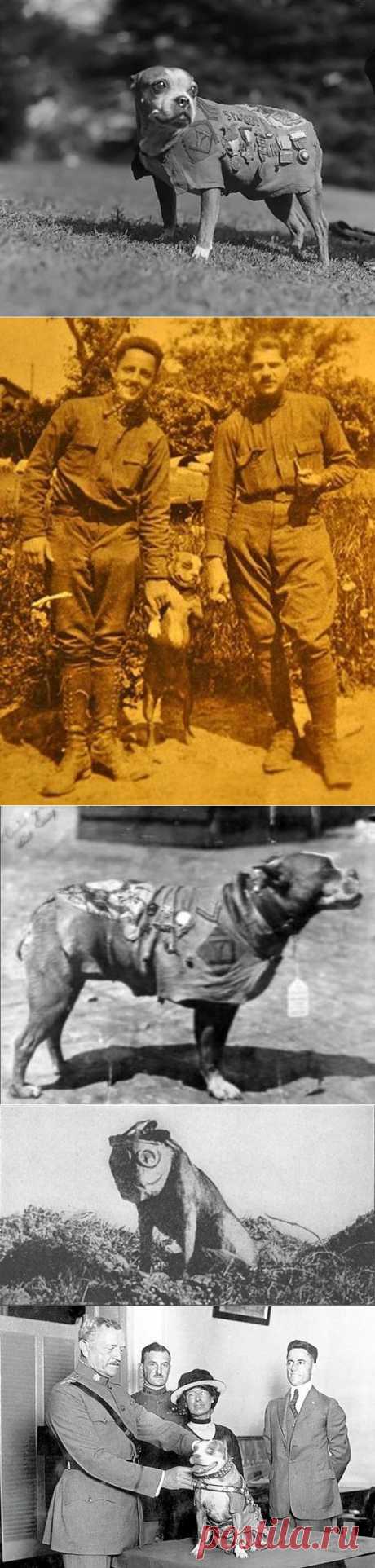 Сержант Стабби — героический пес Первой мировой войны • НОВОСТИ В ФОТОГРАФИЯХ