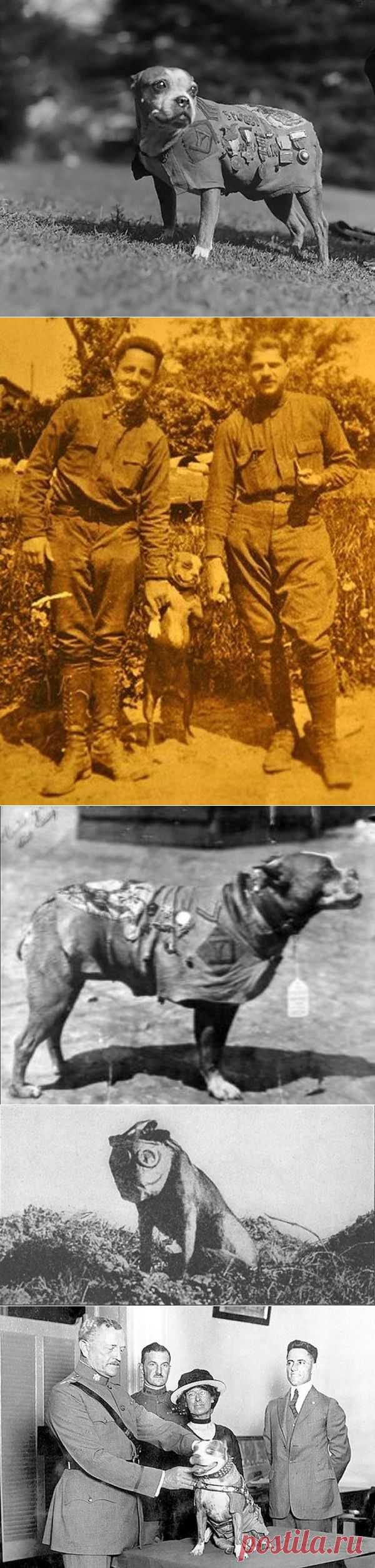 Сержант Стабби — героический пес Первой мировой войны • НОВОСТИ В ФОТОГРАФИЯХ