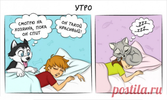 Как отличается жизнь с кошкой и жизнь с собакой