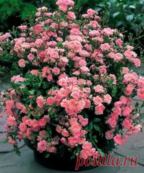 Fairy rose - best shrub rose ever. Can't kill it, blooms its head off all summer says pinner.  |   Pinterest • Всемирный каталог идей