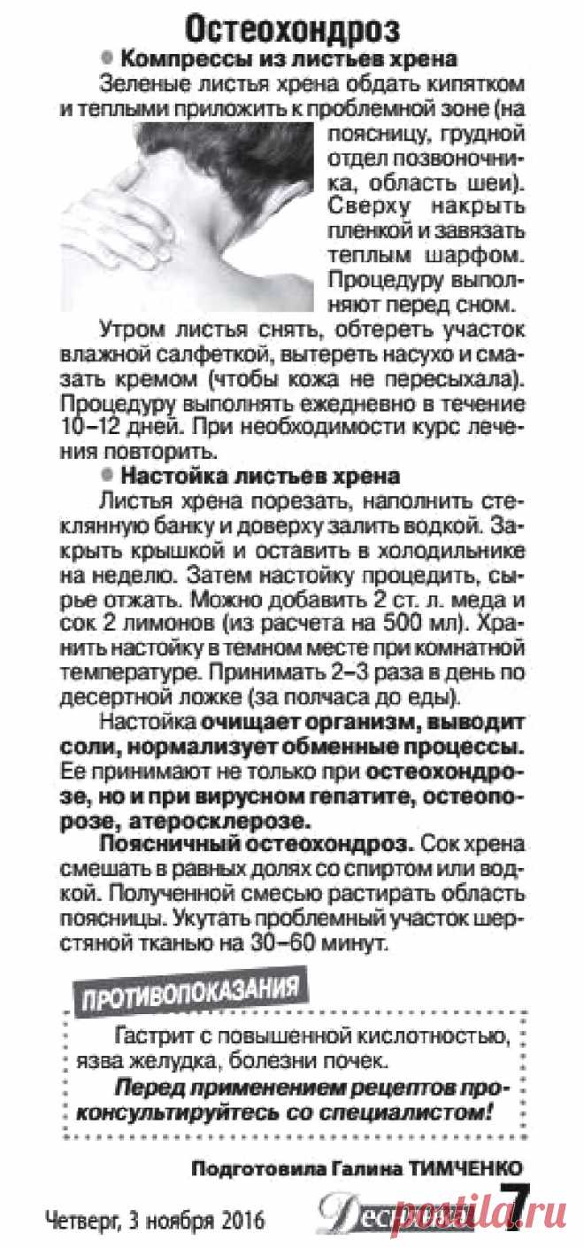 Остеохондроз лечит хрен