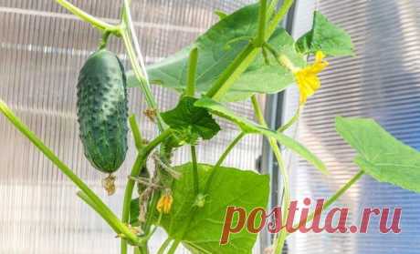 Огурцы на балконе – забытая технология выращивания | Технологии (Огород.ru)
