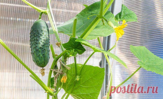 Огурцы на балконе – забытая технология выращивания | Технологии (Огород.ru)
