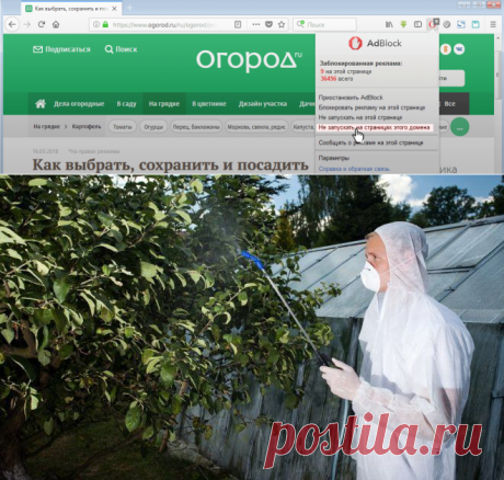 Как защитить яблоню и грушу от болезней и вредителей? | В саду (Огород.ru)