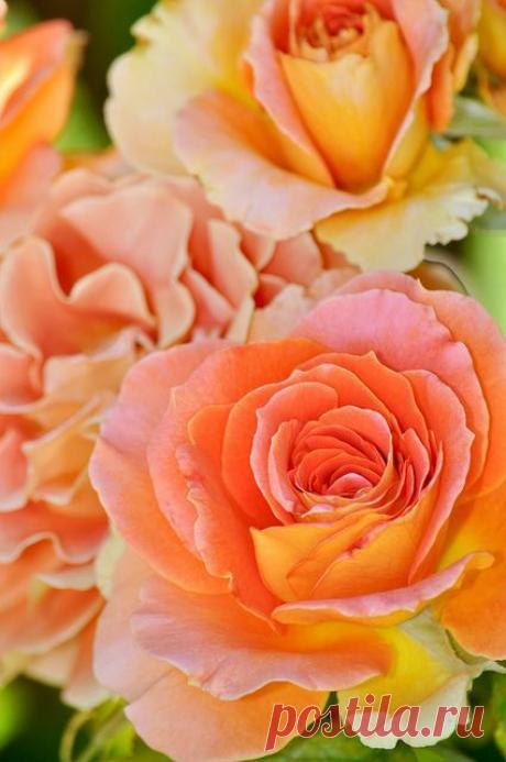 Orange hybrid tea rose | Roses