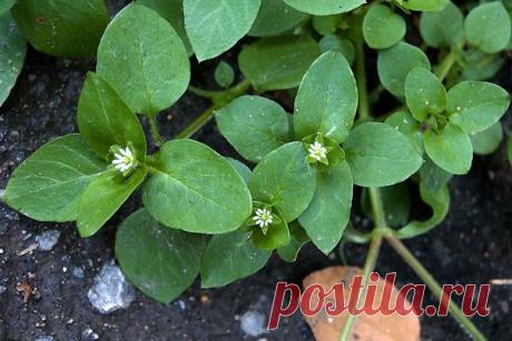 Эликсир ЖИЗНИ! 

Мокрица омолаживает, улучшает кровь память зрение и в целом весь организм! 

Мокрица – это истинная кладовая полезных веществ. Особенно много в ней витаминов «С» и «Е», и редкого для растений витамина «К», регулирующего свертываемость крови. Содержит она и минералы: железо, магний, медь, кобальт, а также фитонциды.
Показать полностью…