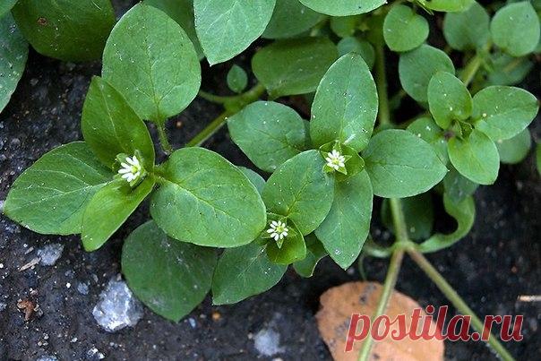 Эликсир ЖИЗНИ! 

Мокрица омолаживает, улучшает кровь память зрение и в целом весь организм! 

Мокрица – это истинная кладовая полезных веществ. Особенно много в ней витаминов «С» и «Е», и редкого для растений витамина «К», регулирующего свертываемость крови. Содержит она и минералы: железо, магний, медь, кобальт, а также фитонциды.
Показать полностью…