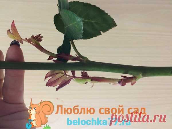 Как укоренить розу из подаренного букета. Черенками в картошке, в воде