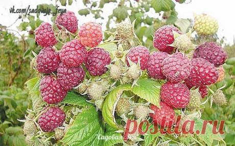 ЧТО СДЕЛАТЬ, ЧТОБЫ МАЛИНА БЫЛА КРУПНЕЕ