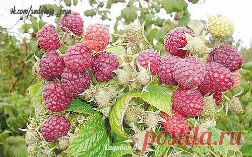 ЧТО СДЕЛАТЬ, ЧТОБЫ МАЛИНА БЫЛА КРУПНЕЕ