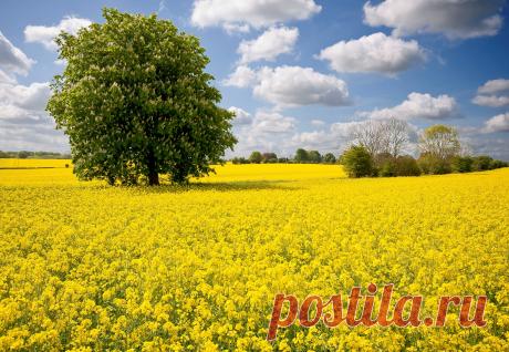 Новые фотографии природа весна.