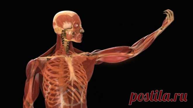 Самые интересные факты о человеческом теле