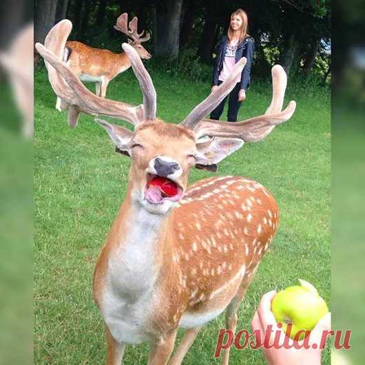 Animals - Google+