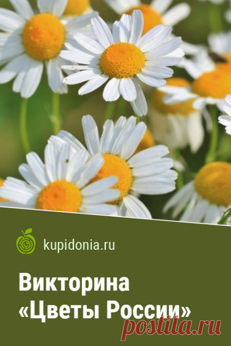 Викторина «Цветы России». Интересный тест о цветах растущих в России из серии «Растения». Пройдите тест на сайте и проверьте свои знания!