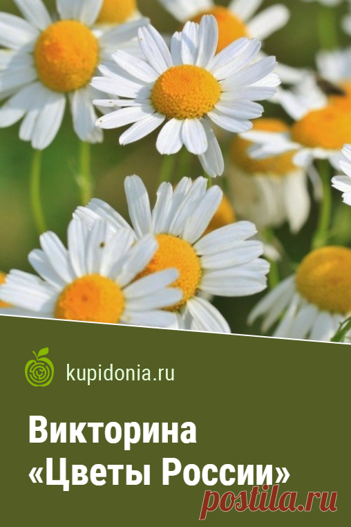Викторина «Цветы России». Интересный тест о цветах растущих в России из серии «Растения». Пройдите тест на сайте и проверьте свои знания!