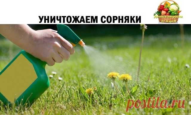 УНИЧТОЖАЕМ СОРНЯКИ