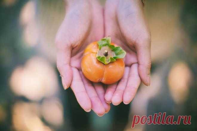 Что происходит с телом, когда вы едите хурму? Родиной хурмы называют Древний Китай, где ее почитали при императорском дворе, описывая в летописи чудодейственные свойства. Даже в науке ботанике у нее божественное название — в переводе с латыни Diō...