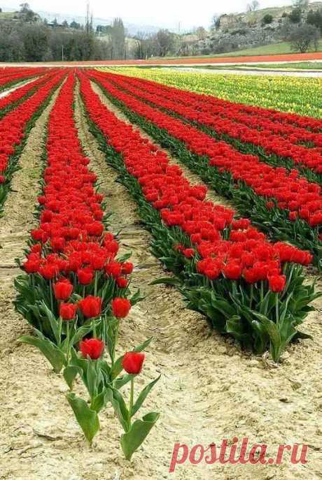 Google+