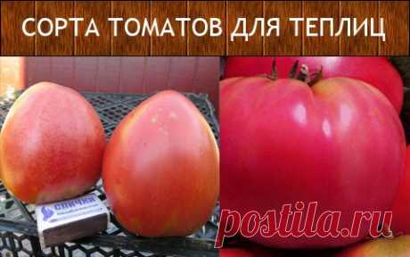 Урожайные сорта томатов для теплиц | Домашняя ферма