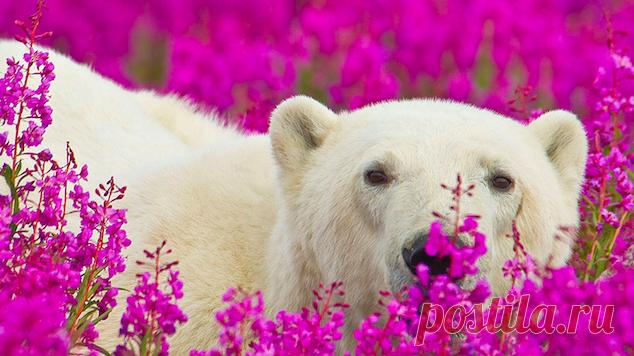 Милейшие фото животных, очень любящих цветы