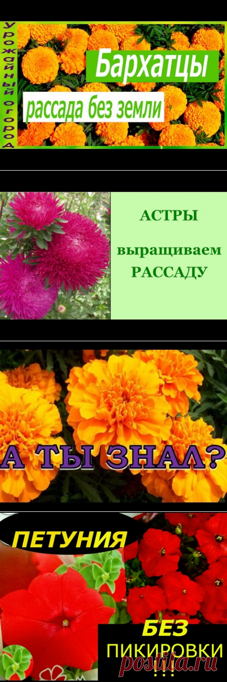 РАССАДА БАРХАТЦЕВ БЕЗ ЗЕМЛИ! - YouTube