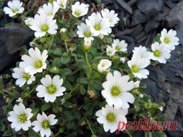 Ясколка: посадка и уход. Выращивание ясколки из семян на рассаду и в открытом грунте | LS