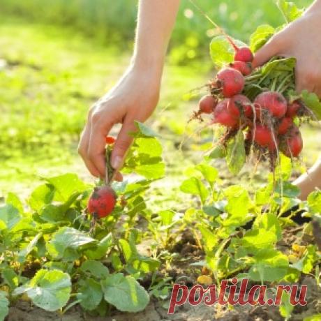 Выращивание осеннего редиса – получаем урожай без хлопот!