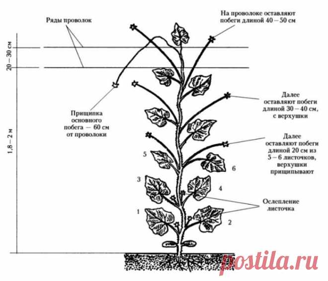 Можно ли обрезать листья у огурцов в теплице: зачем и когда это нужно, как и когда правильно, схема обрезки, фото, видео