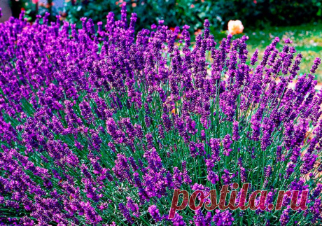 Лекарственное растение Лаванда узколистная (Lavandula angustifolia). Густо разветвленный полукустарник высотой 30-60 см с сильным ароматом. Прутовидные ветви, восходящие до прямостоячих. Листья линейно-ланцетные, шириной до 0,5 см, длиной до 5 см, по краям скрученные, сначала волосистоопушенные, затем оголяющиеся. Сине-фиолетовые цветки собраны в прерывистые ложные колосья на длинных цветоносах. Чашечка на конце синеопушенная, остальная часть снаружи белоопушенная.