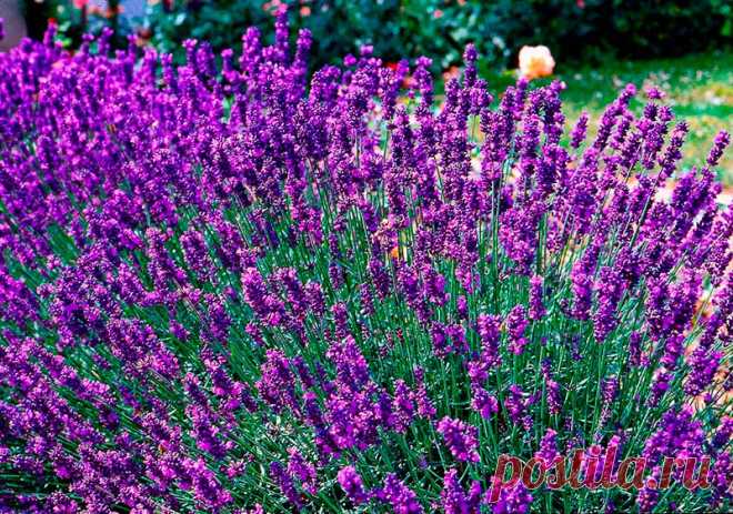 Лекарственное растение Лаванда узколистная (Lavandula angustifolia). Густо разветвленный полукустарник высотой 30-60 см с сильным ароматом. Прутовидные ветви, восходящие до прямостоячих. Листья линейно-ланцетные, шириной до 0,5 см, длиной до 5 см, по краям скрученные, сначала волосистоопушенные, затем оголяющиеся. Сине-фиолетовые цветки собраны в прерывистые ложные колосья на длинных цветоносах. Чашечка на конце синеопушенная, остальная часть снаружи белоопушенная.
