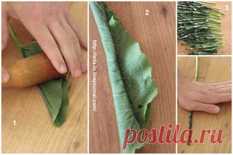 Авелук (конский щавель) - Консервация и Сохранение — ЖЖ