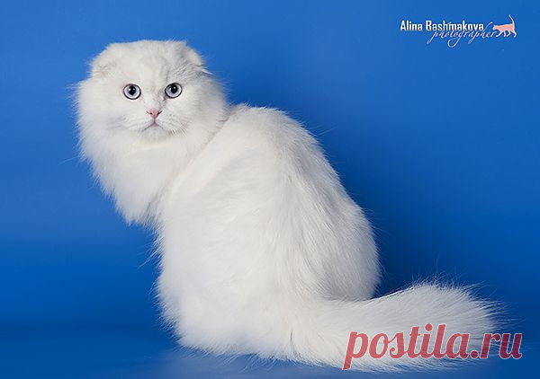 SGCA  SCOTTISHTOWN KLARIS ANGEL EYES