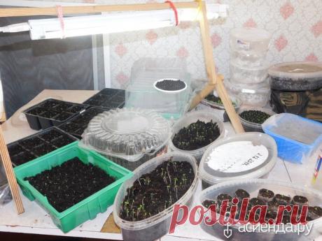 Рассада подрастает и кое какие новинки в сезоне 2018: Дневник пользователя Савинова Лена